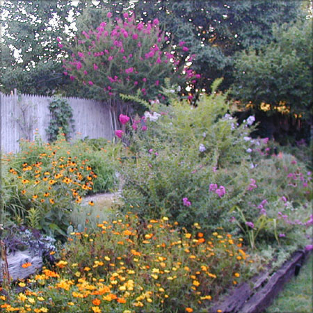 Rudbeckia, Crepe Mrytle, Lady Bird Cosmos