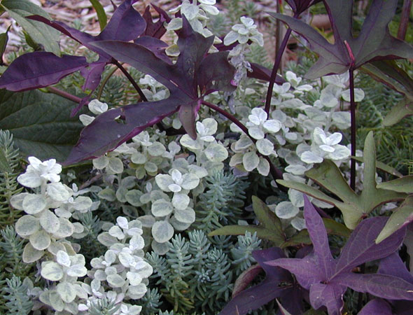 Ornamental Sweet Potato and Licorice