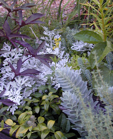 Spurge and Silver Brocade