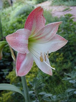 Amaryllis