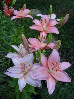 Pink Asiatic Lilies