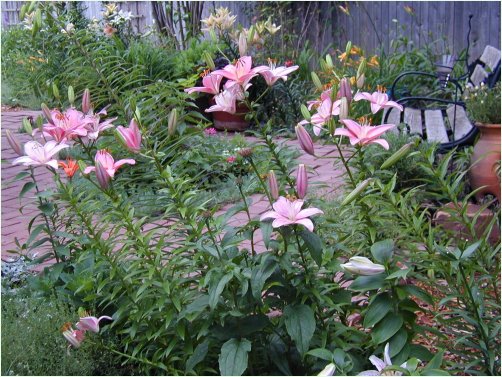 Pink Asiatic Lilies