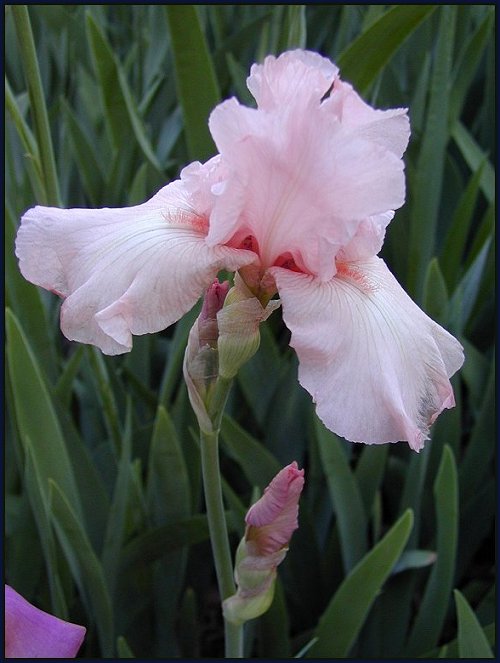 pink bearded iris