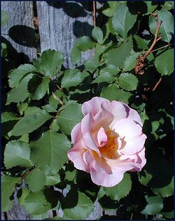 Pink Old Fashioned Rose