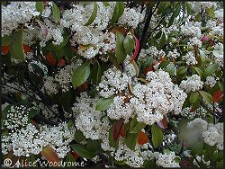 photinia tree