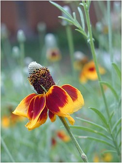 prarie coneflower