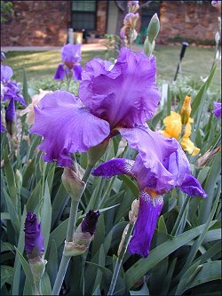 Purple Iris