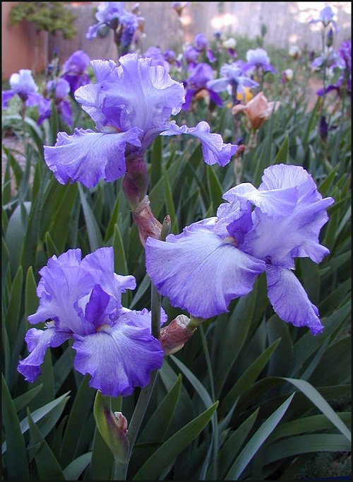 Purple Ruffled Bearded Irises