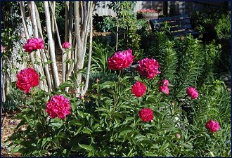 Red Peony