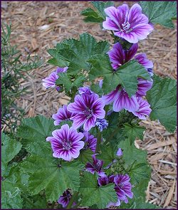 small hollyhock variety
