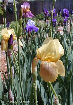 small yellow iris