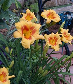 Browneyed Stella daylily