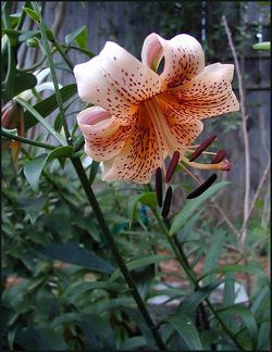 Tiger Baby Asiatic Lilies