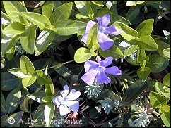 vinca major