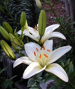 White Asiatic Lily