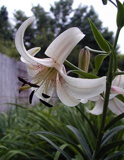 White Lace Asiatic Lily