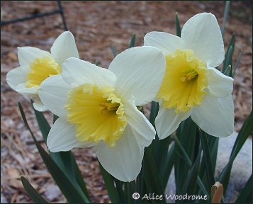 daffodils