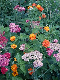 Yarrow and Lantana