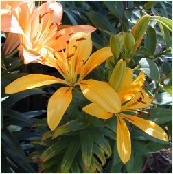 Yellow Asiatic