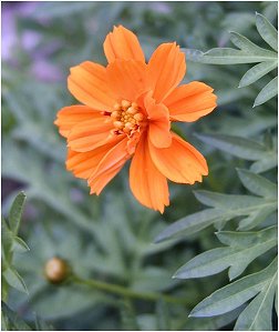 dwarf yellow cosmos