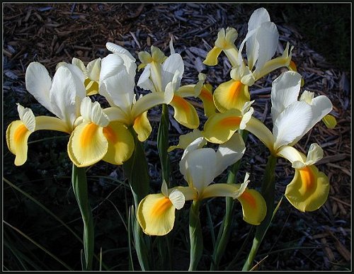 Yellow Dutch Iris