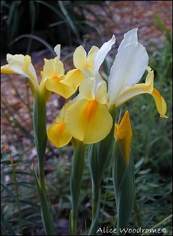 Yellow Dutch Iris