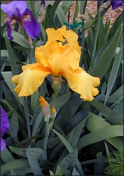 Yellow Iris