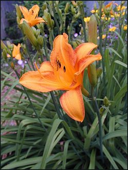 Yellow-Orange Daylilies