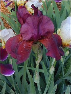 burgendy iris
