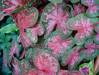 Caladiums