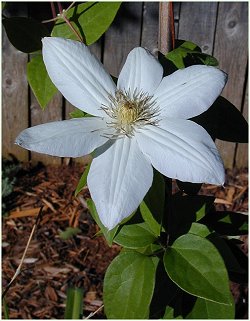 white clamatis