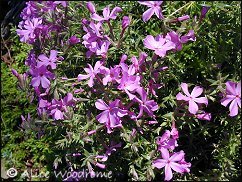 Creeping Phlox