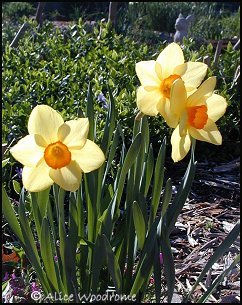 daffodils