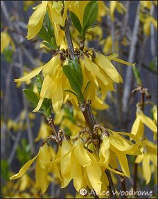 forsythia