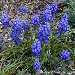 Grape Hyacinth