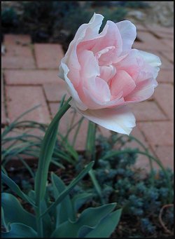 pink tulips