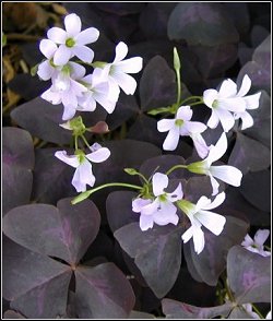 Oxalis