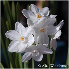 paperwhites