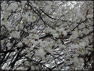 Bradford Pear Tree