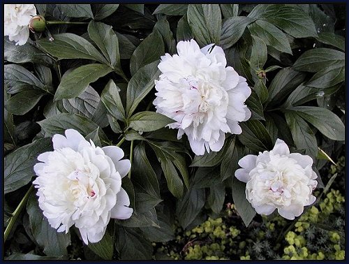 White Peonies