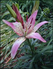 Pink Asiatic Lily