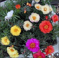 Portulaca