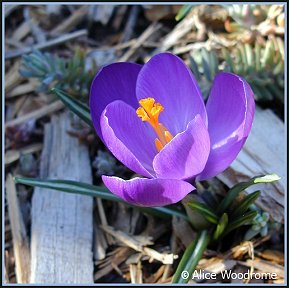 purple crocus