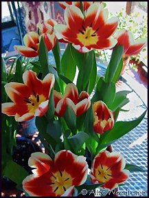 tulips