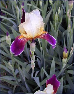 bearded Iris