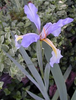 Water Iris