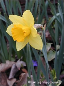 Yellow daffodils