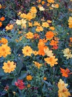 Yellow Cosmos