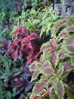 Coleus