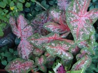 Caladium